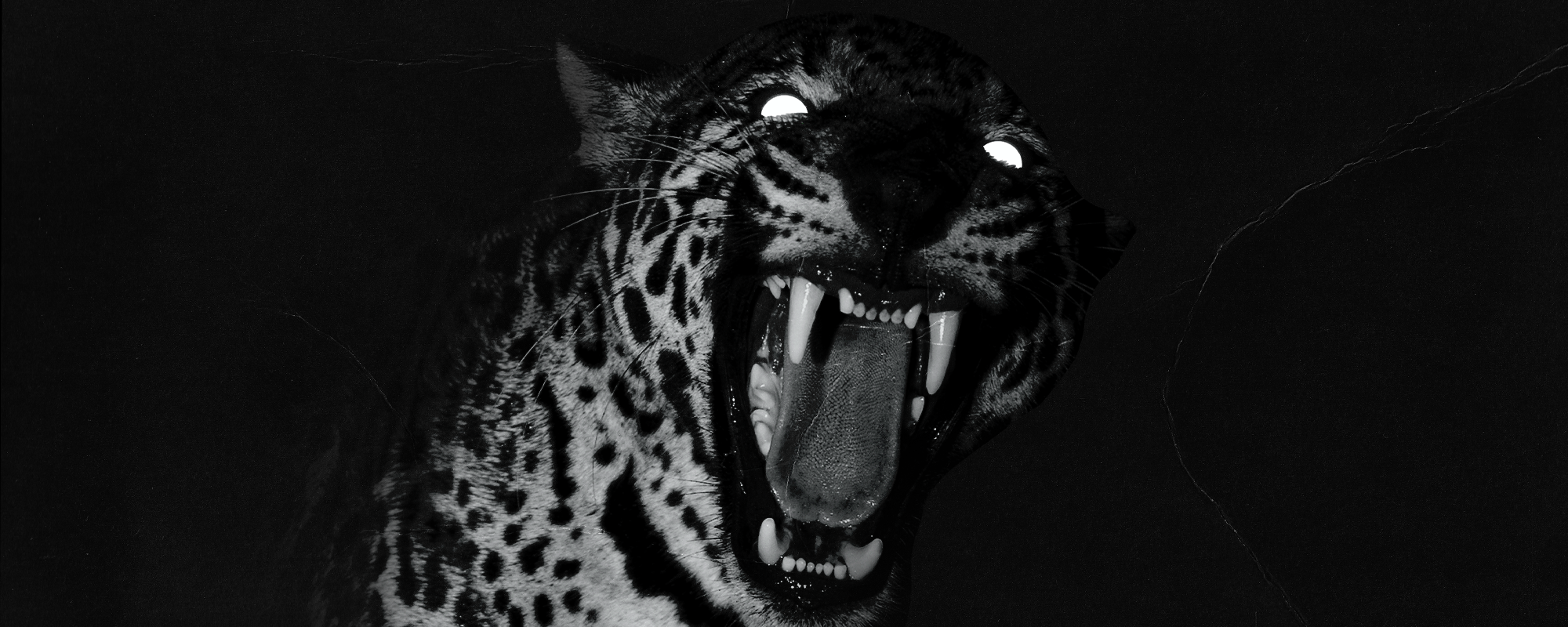 Black and white image of a grolwing jaguar with glowing eyes on a dark background